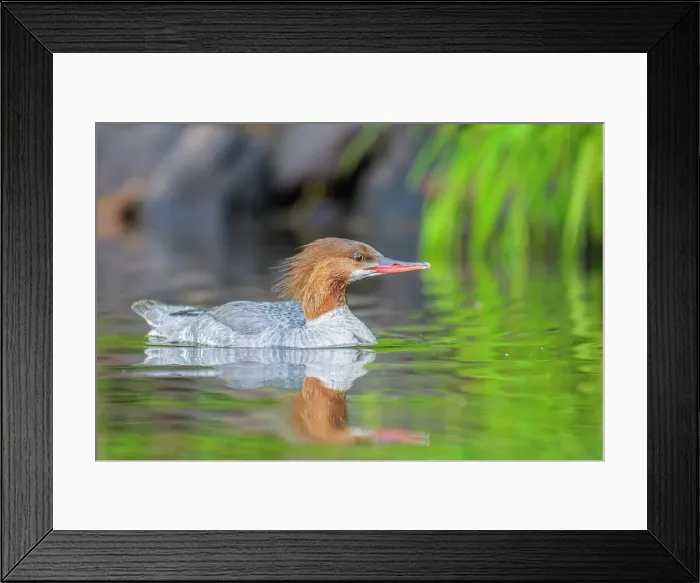Framed Print : Common Merganser (Mergus merganser), Horseshoe Lake, Parry Sound, Ontario, Canada Framed Print : Common Merganser (Mergus merganser), Horseshoe Lake, Parry Sound, Ontario, Canada