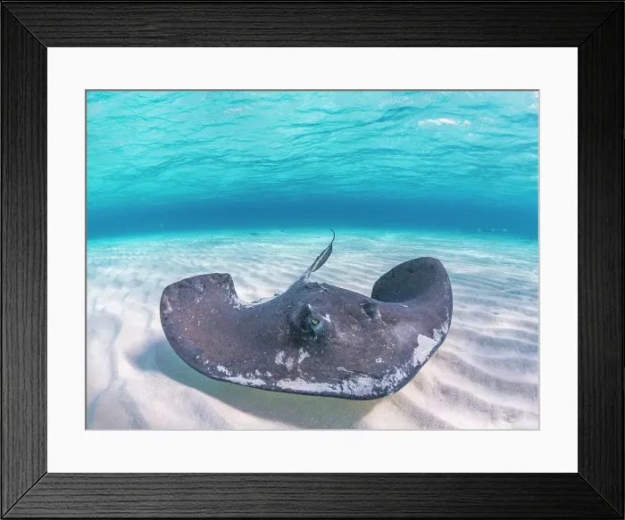 Framed Print : Southern Stingray (Hypanus americanus) at Stingray City in North Sound, Grand Cayman, Cayman Islands, British West Indies Framed Print : Southern Stingray (Hypanus americanus) at Stingray City in North Sound, Grand Cayman, Cayman Islands, British West Indies