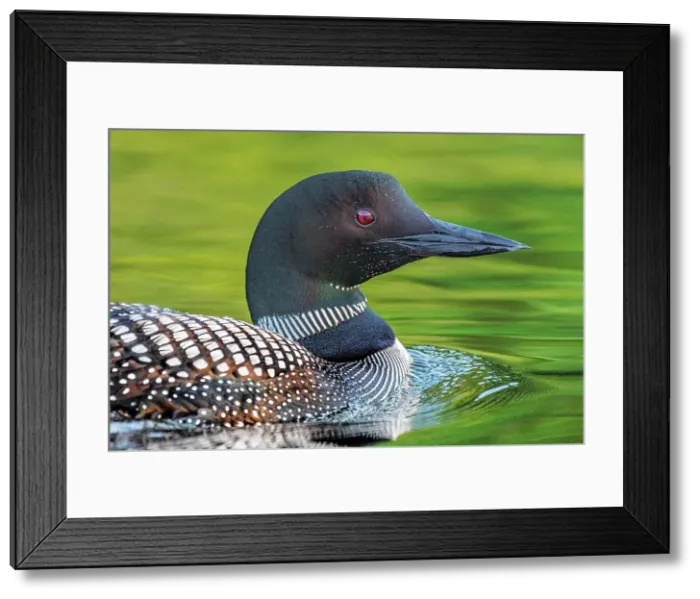 Framed Print : Common Loon (Gavia immer) on Horseshoe Lake, Muskoka, Ontario, Canada Framed Print : Common Loon (Gavia immer) on Horseshoe Lake, Muskoka, Ontario, Canada