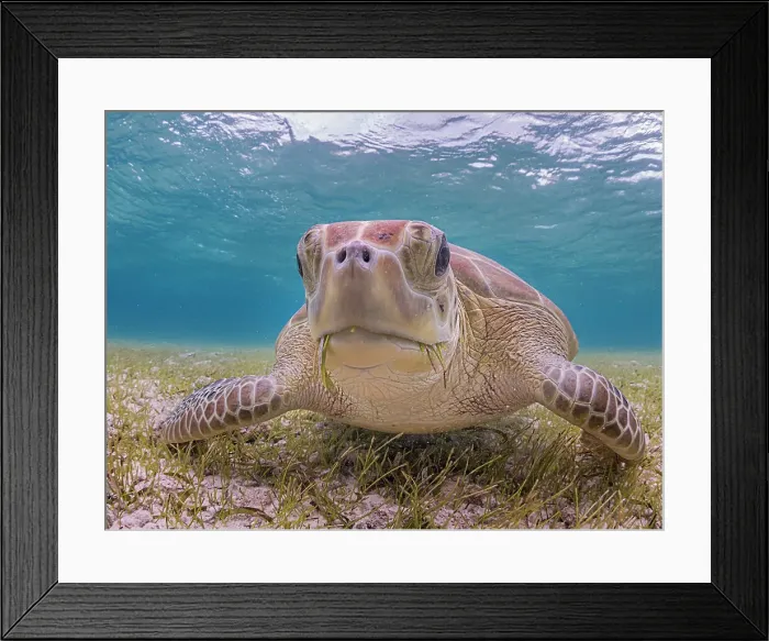Framed Print : Green Turtle (Chelonia mydas), Grand Cayman, Cayman Islands, British West Indies