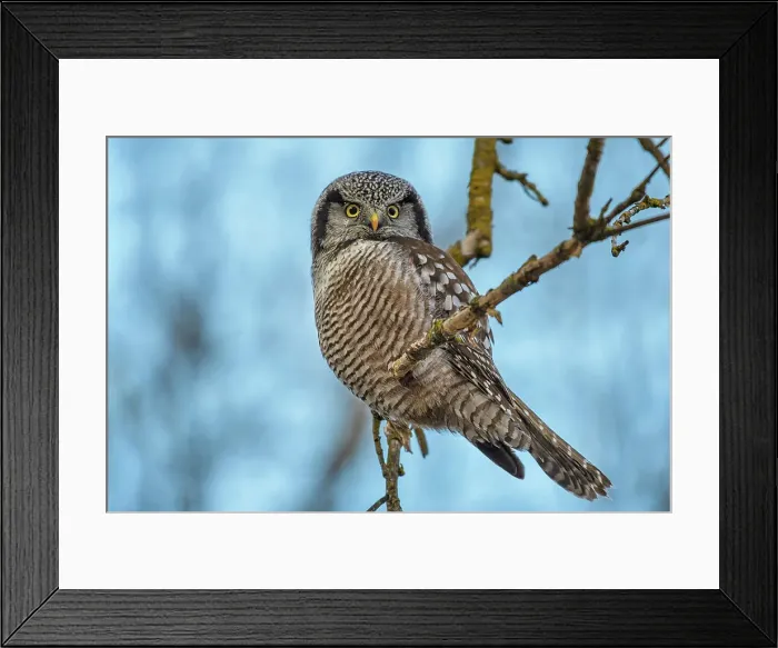 Framed Print : Northern Hawk Owl (Surnia ulula), Ontario, Canada Framed Print : Northern Hawk Owl (Surnia ulula), Ontario, Canada