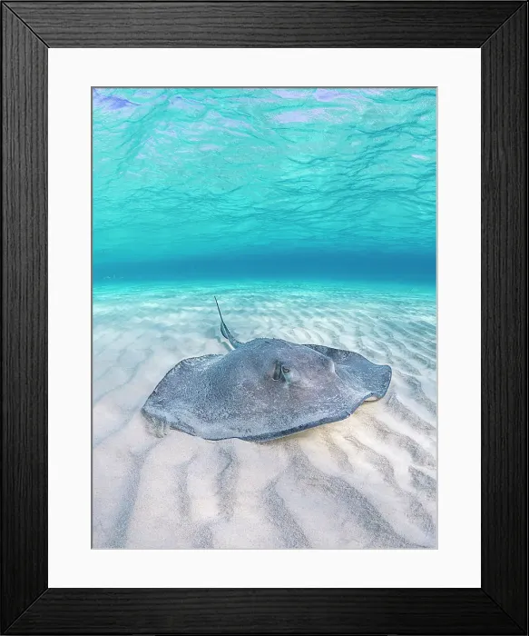 Framed Print : Southern Stingray (Hypanus americanus) at Stingray City in North Sound, Grand Cayman, Cayman Islands, British West Indies Framed Print : Southern Stingray (Hypanus americanus) at Stingray City in North Sound, Grand Cayman, Cayman Islands, British West Indies