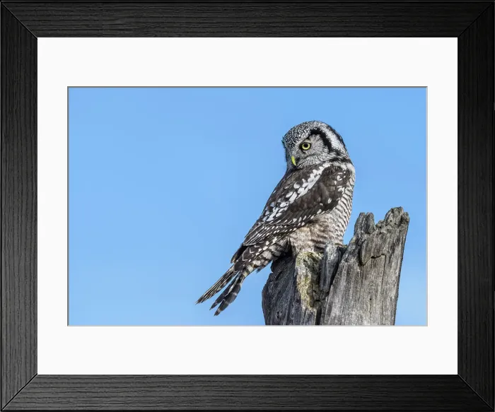 Framed Print : Northern Hawk Owl (Surnia ulula), Schomberg, Ontario, Canada Framed Print : Northern Hawk Owl (Surnia ulula), Schomberg, Ontario, Canada