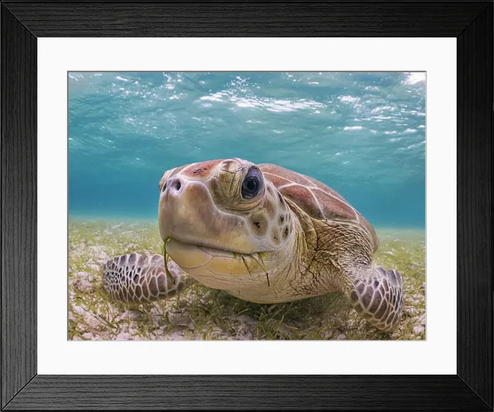 Framed Print : Green Turtle (Chelonia mydas), Grand Cayman, Cayman Islands, British West Indies