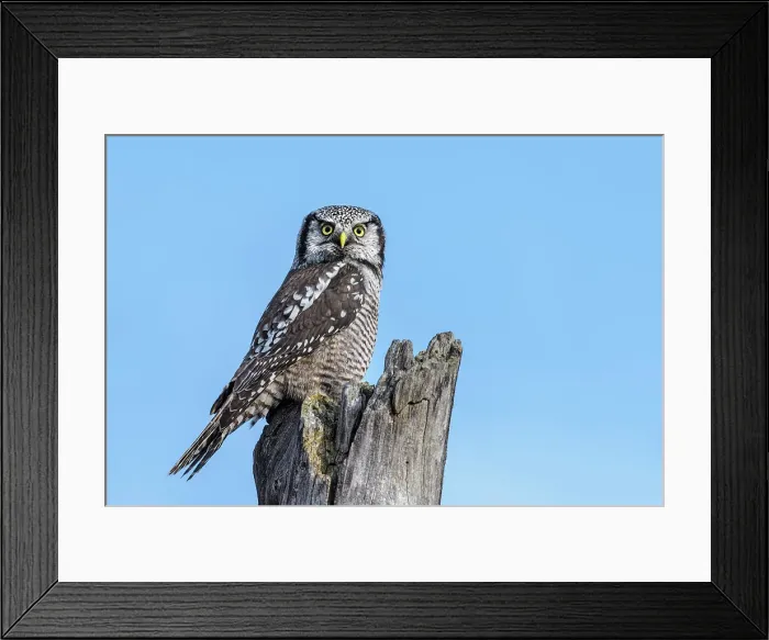 Framed Print : Northern Hawk Owl (Surnia ulula), Ontario, Canada Framed Print : Northern Hawk Owl (Surnia ulula), Ontario, Canada