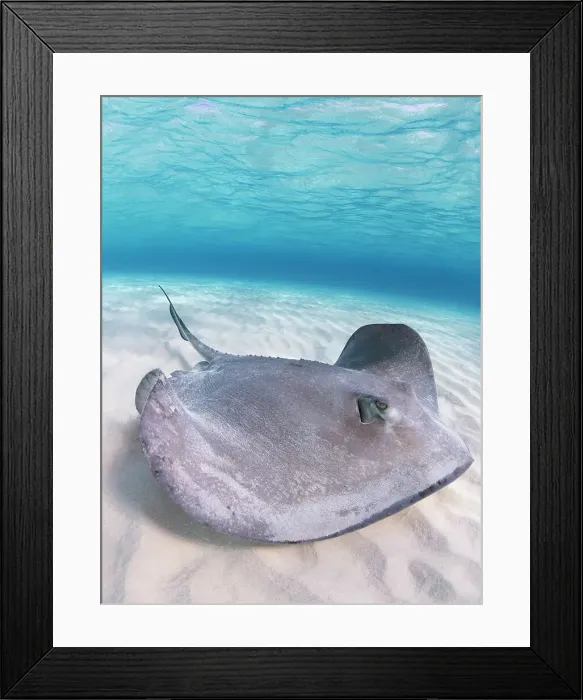 Framed Print : Southern Stingray (Hypanus americanus) at Stingray City in North Sound, Grand Cayman, Cayman Islands, British West Indies Framed Print : Southern Stingray (Hypanus americanus) at Stingray City in North Sound, Grand Cayman, Cayman Islands, British West Indies