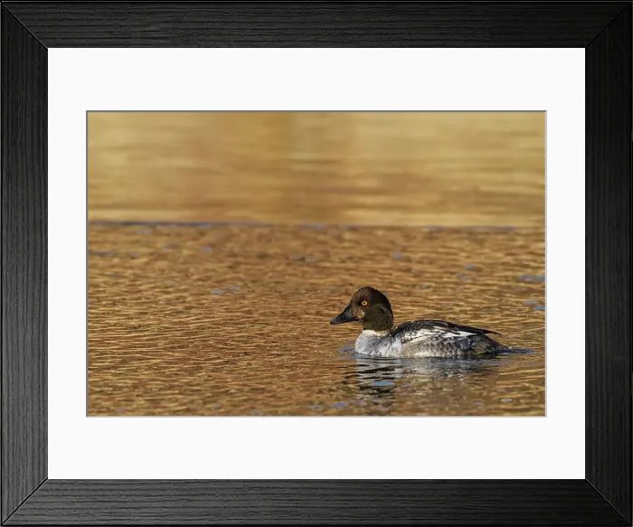 Framed Print : Common Goldeneye (Bucephala clangula) first winter drake, Ontario, Canada Framed Print : Common Goldeneye (Bucephala clangula) first winter drake, Ontario, Canada