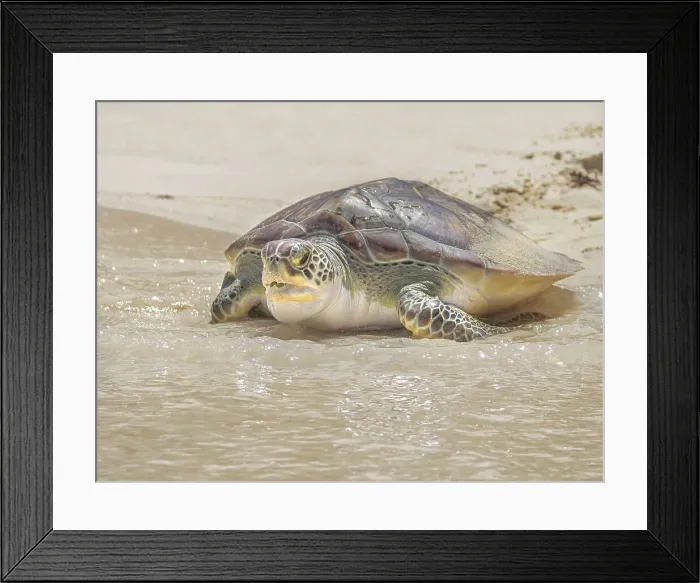 Framed Print : Green Sea Turtle (Chelonia mydas), Seven Mile Beach, Grand Cayman, Cayman Islands, British West Indies Framed Print : Green Sea Turtle (Chelonia mydas), Seven Mile Beach, Grand Cayman, Cayman Islands, British West Indies