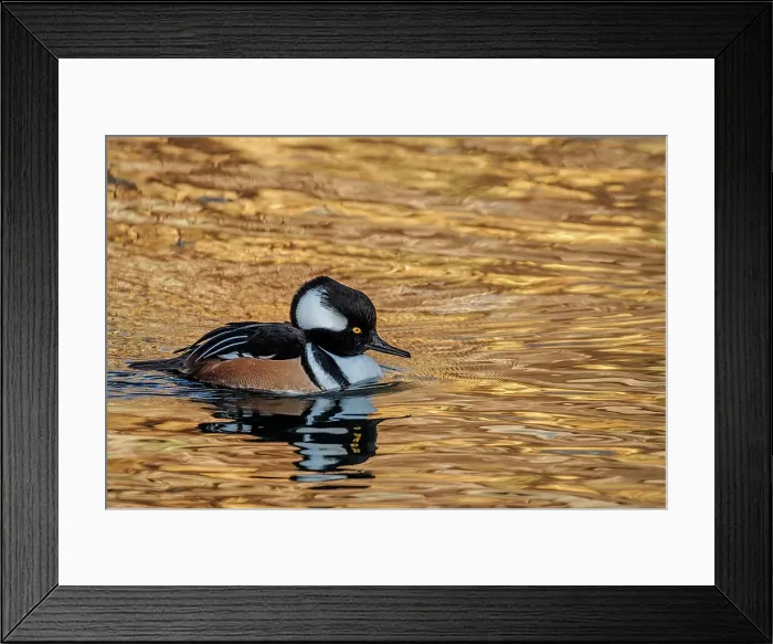 Framed Print : Hooded Merganser Drake (Lophodytes cucullatus), Humber Bay Park on Lake Ontario, Toronto, Ontario, Canada
