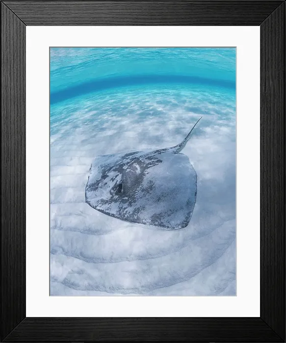 Framed Print : Southern Stingray (Hypanus americanus) at Stingray City in North Sound, Grand Cayman, Cayman Islands, British West Indies Framed Print : Southern Stingray (Hypanus americanus) at Stingray City in North Sound, Grand Cayman, Cayman Islands, British West Indies