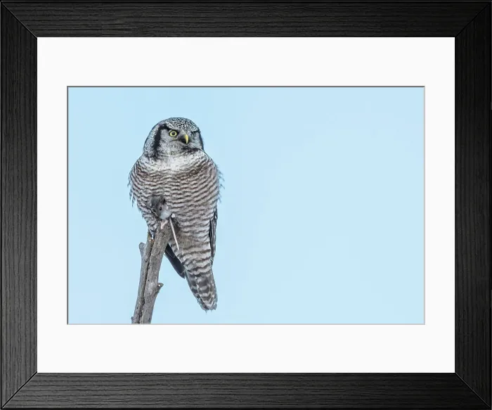 Framed Print : Northern Hawk Owl (Surnia ulula), Ontario, Canada Framed Print : Northern Hawk Owl (Surnia ulula), Ontario, Canada