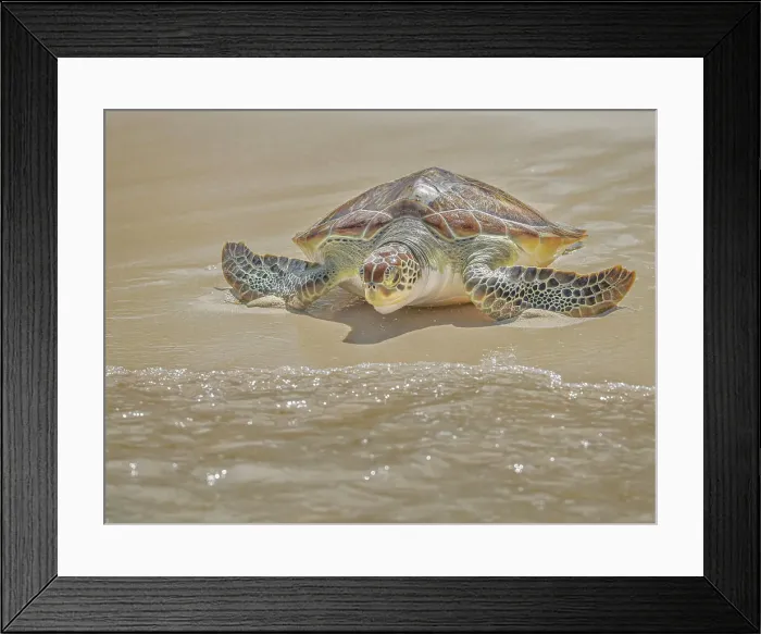 Framed Print : Green Sea Turtle (Chelonia mydas), Seven Mile Beach, Grand Cayman, Cayman Islands, British West Indies Framed Print : Green Sea Turtle (Chelonia mydas), Seven Mile Beach, Grand Cayman, Cayman Islands, British West Indies