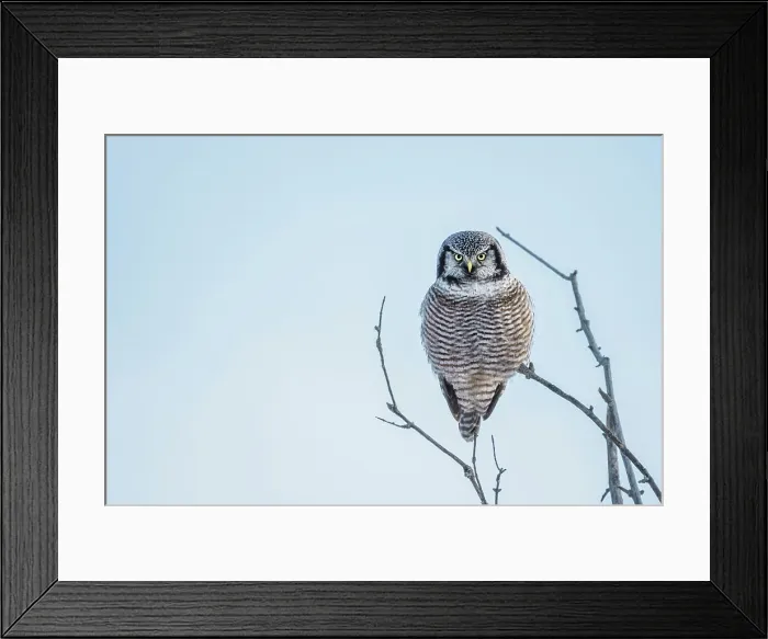 Framed Print : Northern Hawk Owl (Surnia ulula), Ontario, Canada Framed Print : Northern Hawk Owl (Surnia ulula), Ontario, Canada