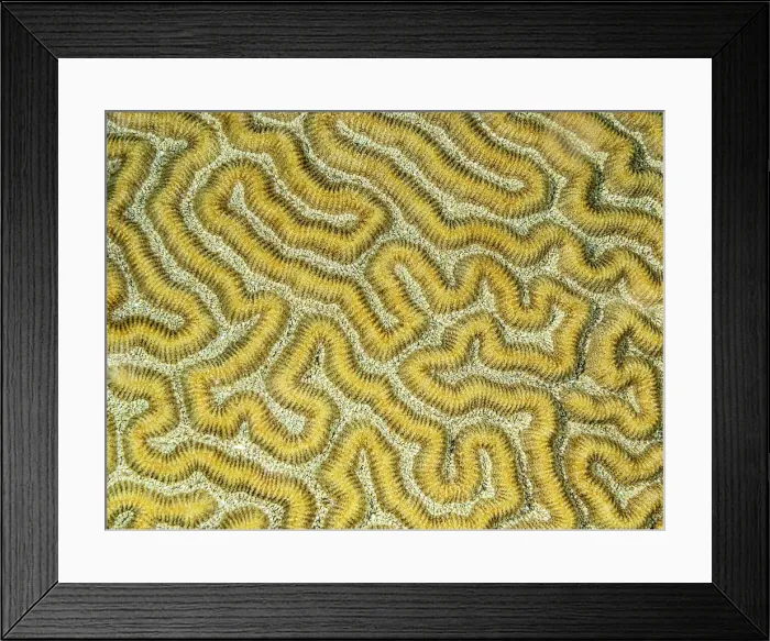 Framed Print : Symmetrical Brain Coral (Pseudodiploria strigosa), Grand Cayman, Cayman Islands, British West Indies Framed Print : Symmetrical Brain Coral (Pseudodiploria strigosa), Grand Cayman, Cayman Islands, British West Indies