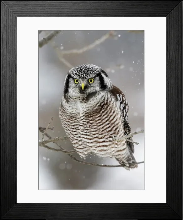 Framed Print : Northern Hawk Owl (Surnia ulula), Schomberg, Ontario, Canada Framed Print : Northern Hawk Owl (Surnia ulula), Schomberg, Ontario, Canada