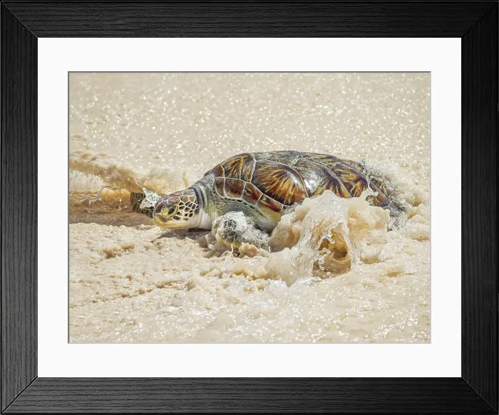 Framed Print : Green Sea Turtle (Chelonia mydas), Seven Mile Beach, Grand Cayman, Cayman Islands, British West Indies Framed Print : Green Sea Turtle (Chelonia mydas), Seven Mile Beach, Grand Cayman, Cayman Islands, British West Indies