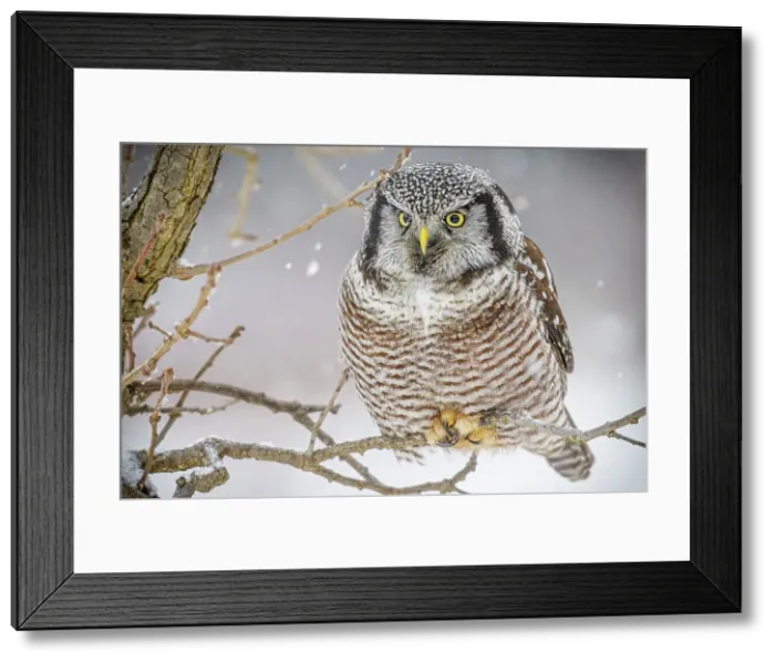 Framed Print : Northern Hawk Owl (Surnia ulula), Schomberg, Ontario, Canada Framed Print : Northern Hawk Owl (Surnia ulula), Schomberg, Ontario, Canada
