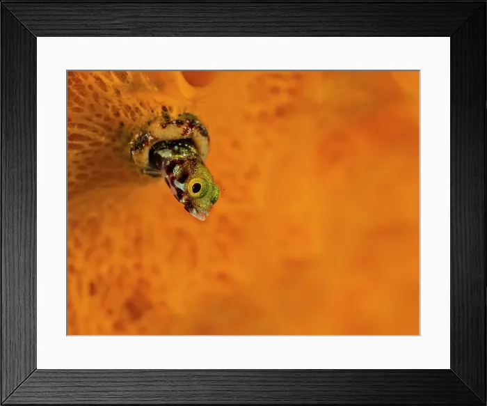 Framed Print : Spinyhead Blenny (Acanthemblemaria spinosa), Grand Cayman, Cayman Islands, British West Indies Framed Print : Spinyhead Blenny (Acanthemblemaria spinosa), Grand Cayman, Cayman Islands, British West Indies