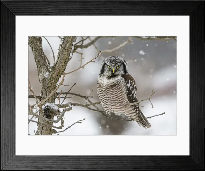 Framed Print : Northern Hawk Owl (Surnia ulula), Schomberg, Ontario, Canada Framed Print : Northern Hawk Owl (Surnia ulula), Schomberg, Ontario, Canada