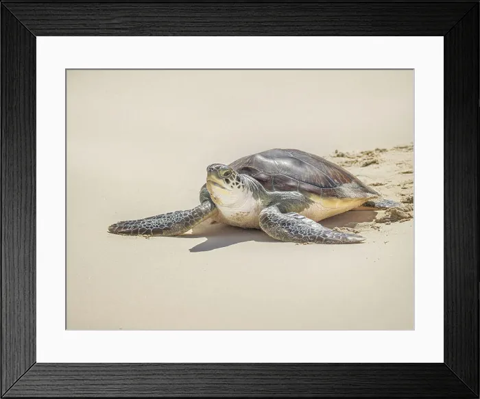 Framed Print : Green Sea Turtle (Chelonia mydas), Seven Mile Beach, Grand Cayman, Cayman Islands, British West Indies Framed Print : Green Sea Turtle (Chelonia mydas), Seven Mile Beach, Grand Cayman, Cayman Islands, British West Indies