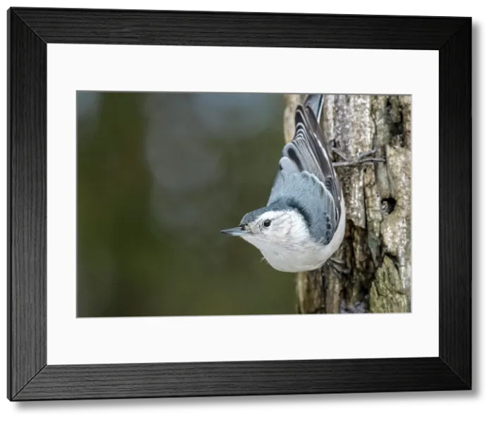 Framed Print : White-breasted Nuthatch (Sitta carolinensis), Thornton, Ontario, Canada Framed Print : White-breasted Nuthatch (Sitta carolinensis), Thornton, Ontario, Canada
