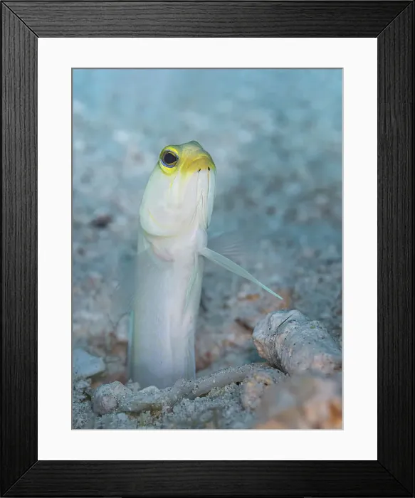 Framed Print : Yellowhead Jawfish (Opistognathus aurifrons), Grand Cayman, Cayman Islands, British West Indies Family: Opisthognathidae Category: Jawfishes Framed Print : Yellowhead Jawfish (Opistognathus aurifrons), Grand Cayman, Cayman Islands, British West Indies Family: Opisthognathidae Category: Jawfishes