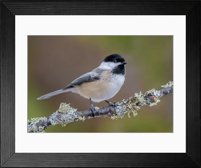 Framed Print : Black-capped Chickadee (Poecile atricapillus), Ontario, Canada Framed Print : Black-capped Chickadee (Poecile atricapillus), Ontario, Canada