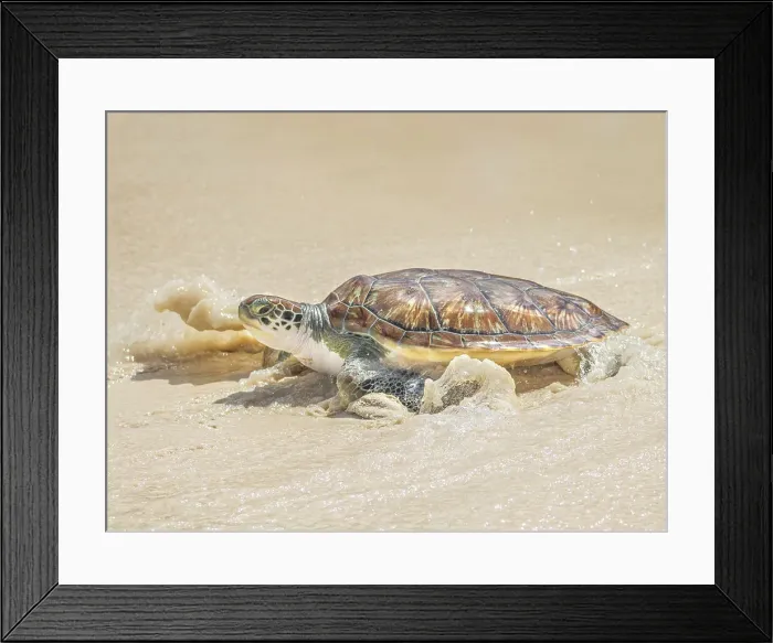 Framed Print : Green Sea Turtle (Chelonia mydas), Seven Mile Beach, Grand Cayman, Cayman Islands, British West Indies Framed Print : Green Sea Turtle (Chelonia mydas), Seven Mile Beach, Grand Cayman, Cayman Islands, British West Indies