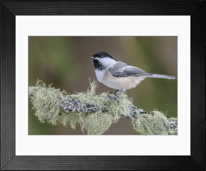 Framed Print : Black-capped Chickadee (Poecile atricapillus), Ontario, Canada Framed Print : Black-capped Chickadee (Poecile atricapillus), Ontario, Canada