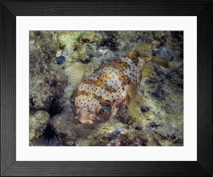 Framed Print : Balloonfish (Diodon holocanthus), Grand Cayman, Cayman Islands, British West Indies Framed Print : Balloonfish (Diodon holocanthus), Grand Cayman, Cayman Islands, British West Indies