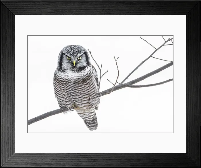 Framed Print : Northern Hawk Owl (Surnia ulula), Ontario, Canada Framed Print : Northern Hawk Owl (Surnia ulula), Ontario, Canada