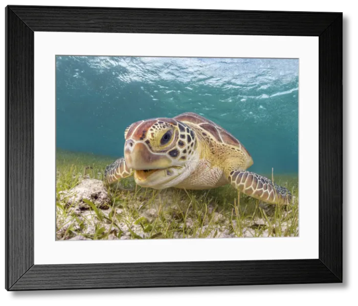 Framed Print : Green Turtle (Chelonia mydas), Grand Cayman, Cayman Islands, British West Indies Framed Print : Green Turtle (Chelonia mydas), Grand Cayman, Cayman Islands, British West Indies