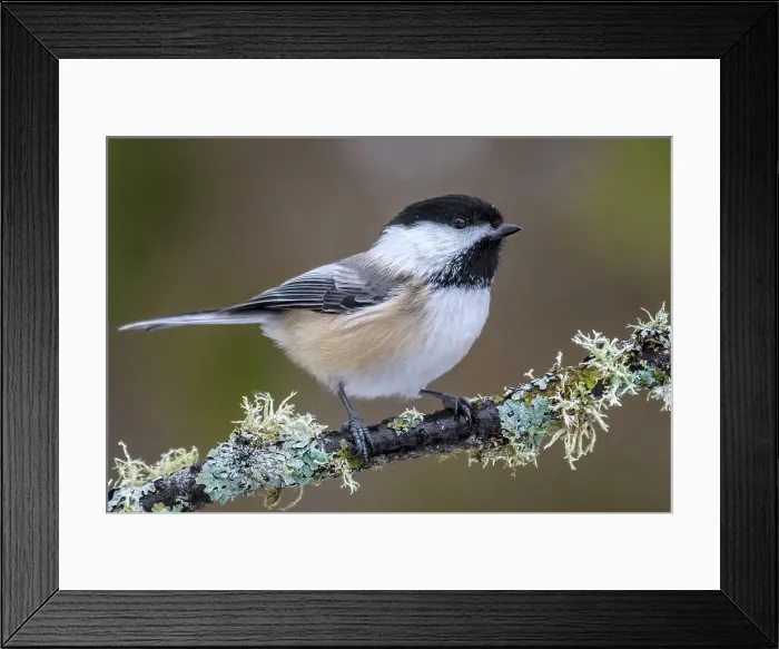 Framed Print : Black-capped Chickadee (Poecile atricapillus), Ontario, Canada Framed Print : Black-capped Chickadee (Poecile atricapillus), Ontario, Canada