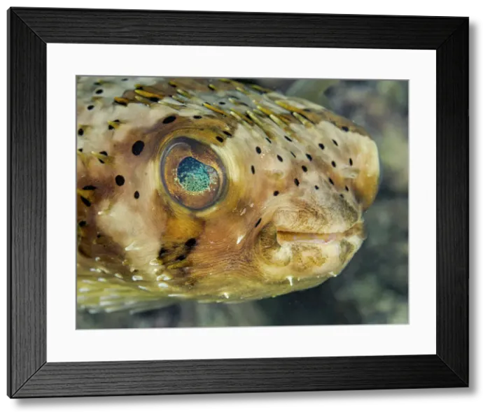 Framed Print : Balloonfish (Diodon holocanthus), Grand Cayman, Cayman Islands, British West Indies Framed Print : Balloonfish (Diodon holocanthus), Grand Cayman, Cayman Islands, British West Indies