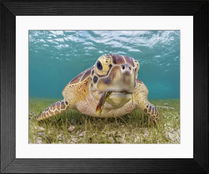 Framed Print : Green Turtle (Chelonia mydas), Grand Cayman, Cayman Islands, British West Indies Framed Print : Green Turtle (Chelonia mydas), Grand Cayman, Cayman Islands, British West Indies