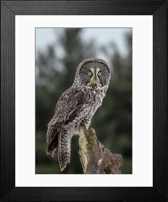 Framed Print : Great Gray Owl (Strix nebulosa) - captive, Ontario, Canada Framed Print : Great Gray Owl (Strix nebulosa) - captive, Ontario, Canada