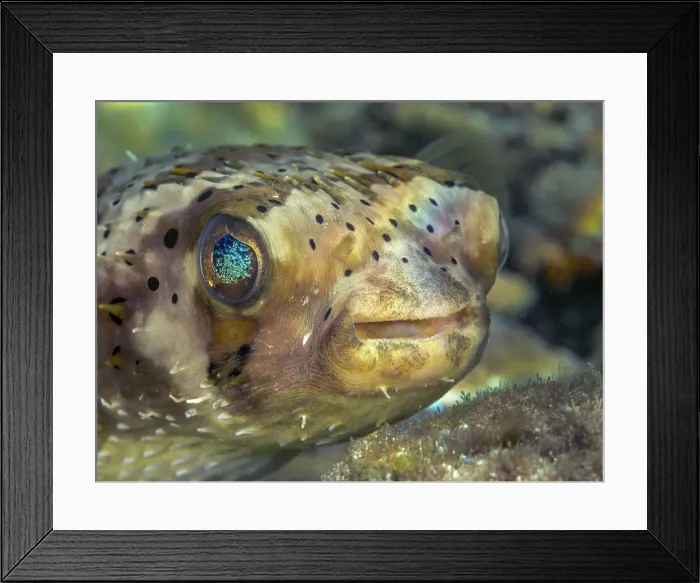 Framed Print : Balloonfish (Diodon holocanthus), Grand Cayman, Cayman Islands, British West Indies Framed Print : Balloonfish (Diodon holocanthus), Grand Cayman, Cayman Islands, British West Indies