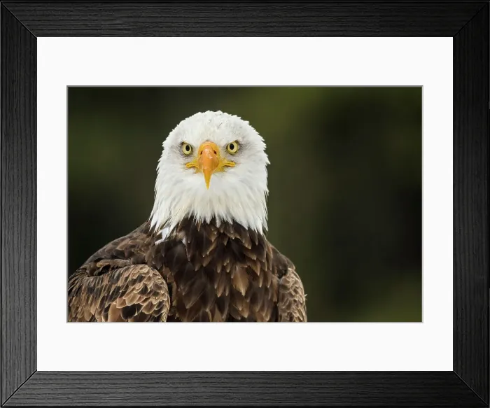 Framed Print : Bald Eagle (Haliaeetus leucocephalus) - captive bred, Ontario, Canada Framed Print : Bald Eagle (Haliaeetus leucocephalus) - captive bred, Ontario, Canada