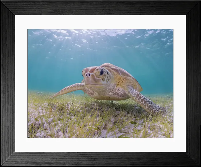 Framed Print : Green Turtle (Chelonia mydas), Grand Cayman, Cayman Islands, British West Indies Framed Print : Green Turtle (Chelonia mydas), Grand Cayman, Cayman Islands, British West Indies