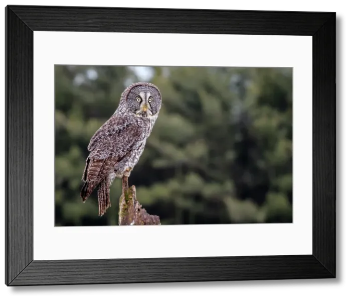 Framed Print : Great Grey Owl, (Strix nebulosa), Ontario, Canada Framed Print : Great Grey Owl, (Strix nebulosa), Ontario, Canada