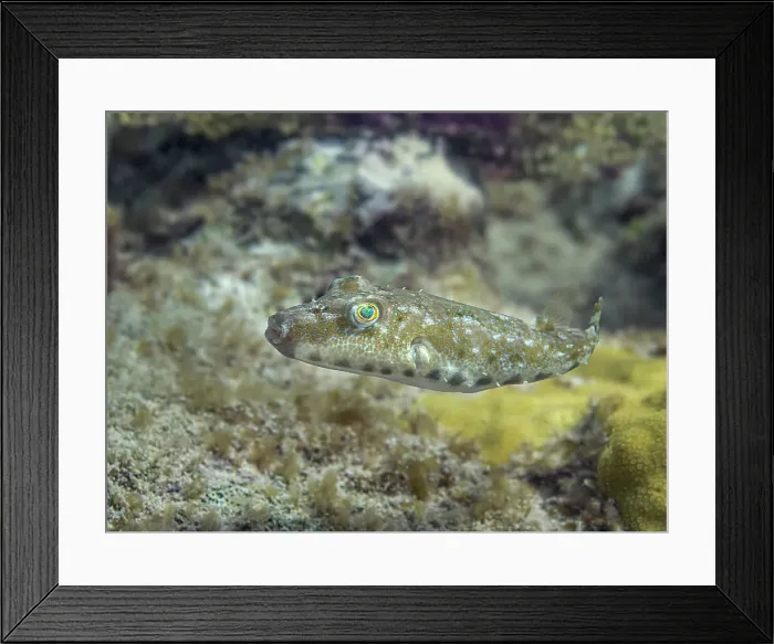 Framed Print : Bandtail Puffer (Sphoeroides spengleri), Grand Cayman, Cayman Islands, British West Indies Framed Print : Bandtail Puffer (Sphoeroides spengleri), Grand Cayman, Cayman Islands, British West Indies