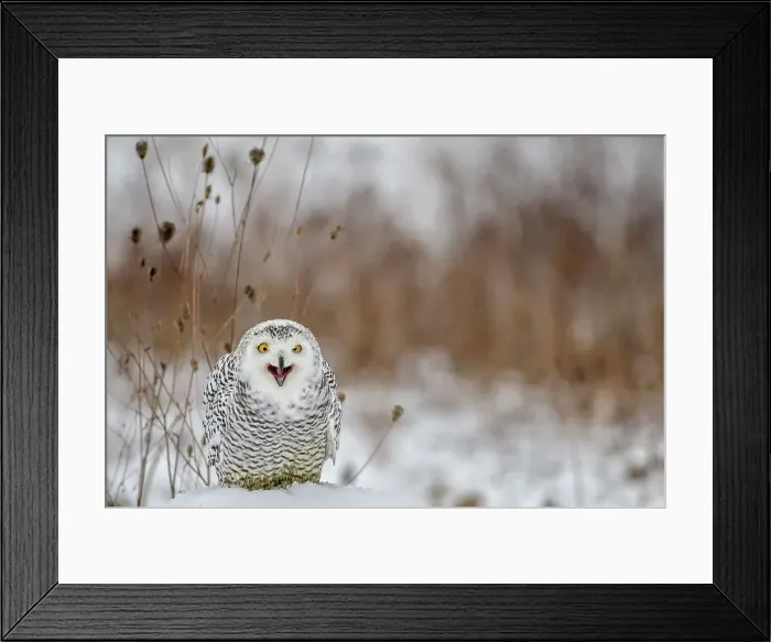 Framed Print : Snowy Owl (bubo scandiacus) - captive bred, Ontario, Canada Framed Print : Snowy Owl (bubo scandiacus) - captive bred, Ontario, Canada