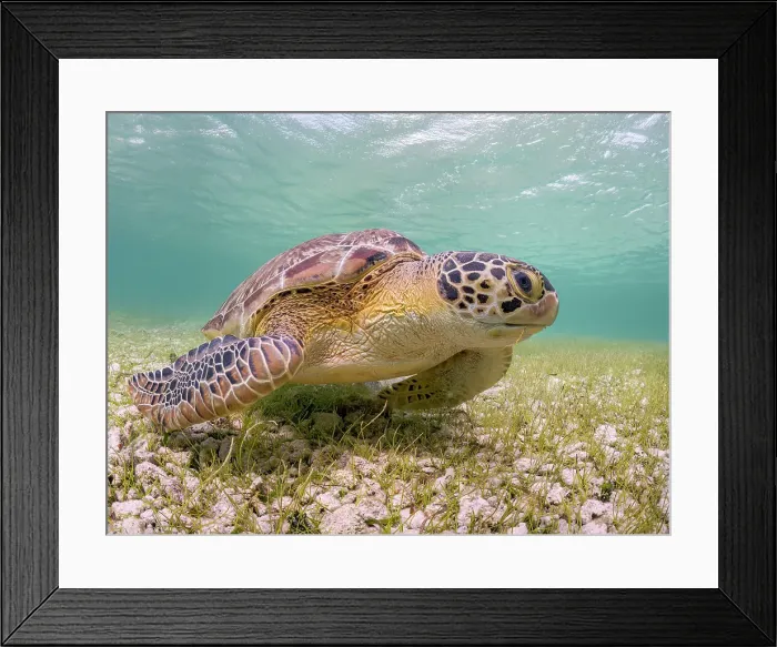 Framed Print : Green Turtle (Chelonia mydas), Grand Cayman, Cayman Islands, British West Indies Framed Print : Green Turtle (Chelonia mydas), Grand Cayman, Cayman Islands, British West Indies