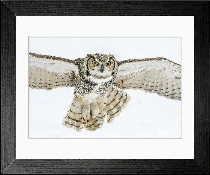 Framed Print : Great Horned Owl (Bubo virginianus) in flight - captive bred, Ontario, Canada Framed Print : Great Horned Owl (Bubo virginianus) in flight - captive bred, Ontario, Canada