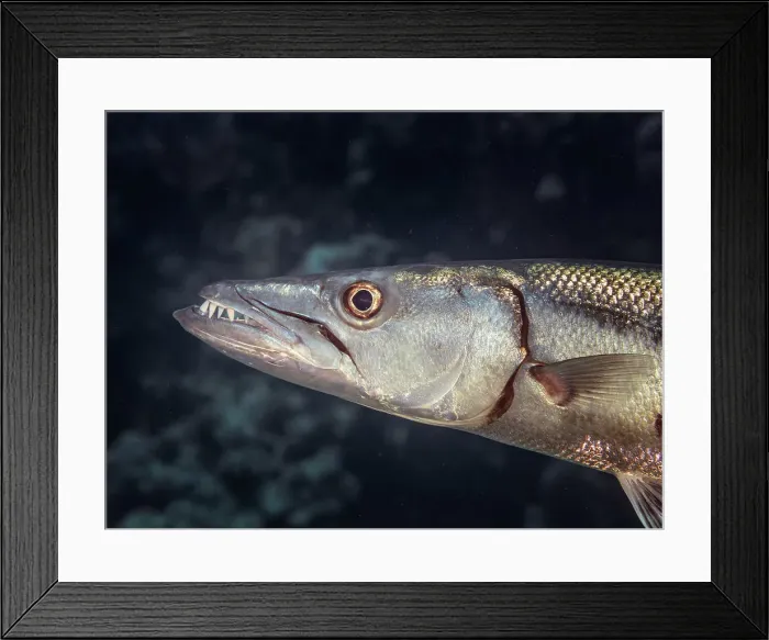 Framed Print : Great Barracuda (Sphyraena barracuda), Grand Cayman, Cayman Islands, British West Indies Framed Print : Great Barracuda (Sphyraena barracuda), Grand Cayman, Cayman Islands, British West Indies