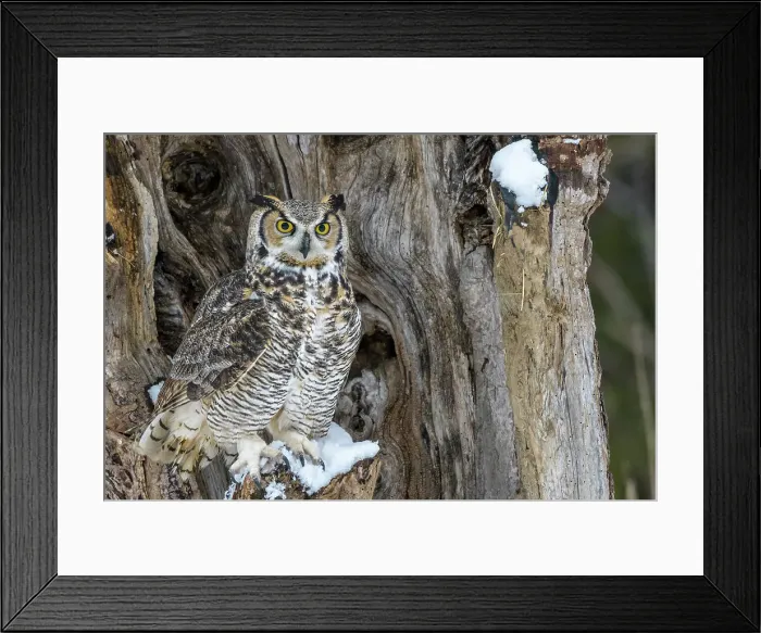 Framed Print : Great Horned Owl (Bubo virginianus) - captive bred, Ontario, Canada Framed Print : Great Horned Owl (Bubo virginianus) - captive bred, Ontario, Canada
