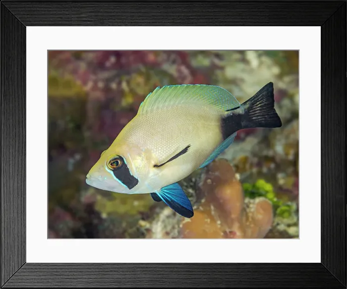 Framed Print : Masked Hamlet (Hypoplectrus providencianus), Grand Cayman, Cayman Islands, British West Indies Framed Print : Masked Hamlet (Hypoplectrus providencianus), Grand Cayman, Cayman Islands, British West Indies