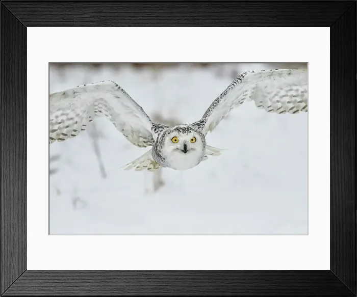 Framed Print : Snowy Owl (Bubo scandiacus) in flight - captive, Ontario, Canada Framed Print : Snowy Owl (Bubo scandiacus) in flight - captive, Ontario, Canada