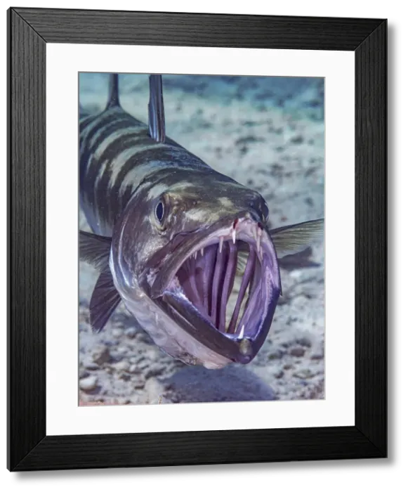 Framed Print : Great Barracuda (Sphyraena barracuda), Grand Cayman, Cayman Islands, British West Indies Framed Print : Great Barracuda (Sphyraena barracuda), Grand Cayman, Cayman Islands, British West Indies