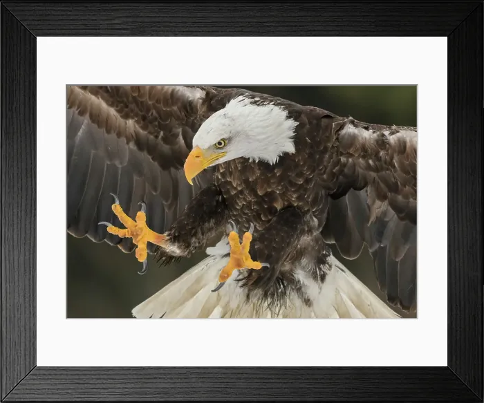 Framed Print : Bald Eagle (Haliaeetus leucocephalus) - captive, Ontario, Canada Framed Print : Bald Eagle (Haliaeetus leucocephalus) - captive, Ontario, Canada